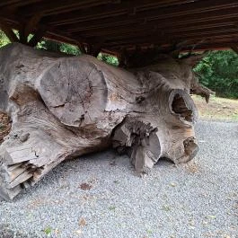 Rákóczi-emlékpark, Rákóczi fája Parád - Külső kép