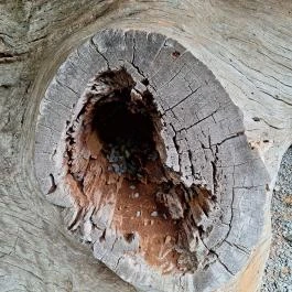 Rákóczi-emlékpark, Rákóczi fája, Parád - Egyéb