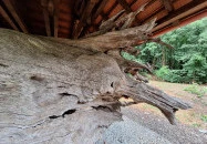 Rákóczi-emlékpark, Rákóczi fája Parád