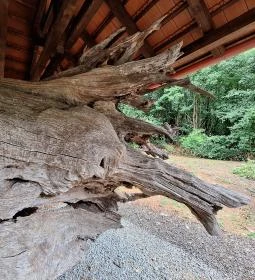 Rákóczi-emlékpark, Rákóczi fája