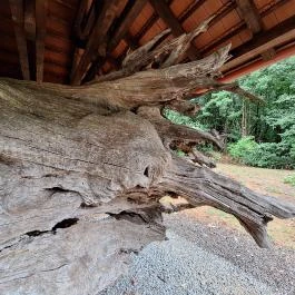 Rákóczi-emlékpark, Rákóczi fája, Parád - Egyéb