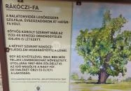 Rákóczi szilfa Balatonakarattya