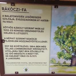 Rákóczi szilfa Balatonakarattya - Egyéb