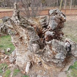 Rákóczi szilfa Balatonkenese - Külső kép