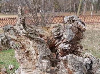 Rákóczi szilfa Balatonakarattya