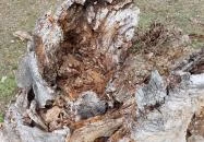 Rákóczi szilfa Balatonakarattya