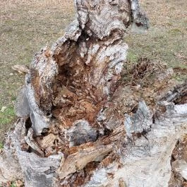 Rákóczi szilfa Balatonakarattya - Külső kép