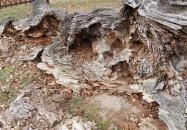 Rákóczi szilfa Balatonakarattya