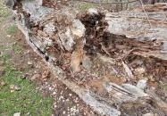 Rákóczi szilfa Balatonakarattya