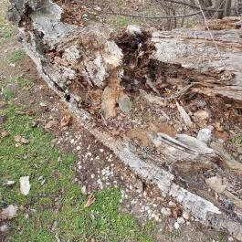 Rákóczi szilfa Balatonkenese - Külső kép