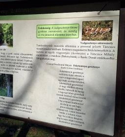 Rédei 24 Fenyő Tanösvény