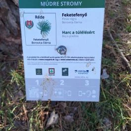 Rédei 24 Fenyő Tanösvény Réde - Egyéb