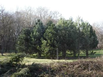 Rédei 24 Fenyő Tanösvény Réde