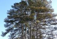 Rédei 24 Fenyő Tanösvény Réde