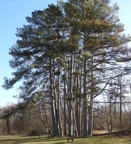 Rédei 24 Fenyő Tanösvény