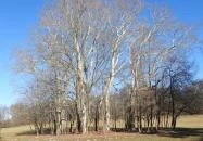 Rédei 24 Fenyő Tanösvény Réde