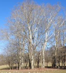 Rédei 24 Fenyő Tanösvény