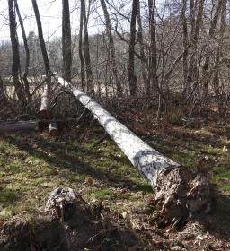 Rédei 24 Fenyő Tanösvény