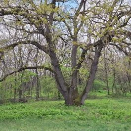 Redl-Nyéki-Podmaniczky Kastély, Tompa - Egyéb