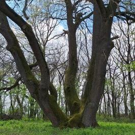 Redl-Nyéki-Podmaniczky Kastély, Tompa - Egyéb