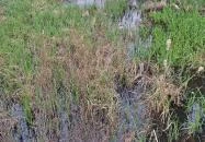 Református templom Csengersima