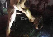 Reneszánsz Erotikus Panoptikum Keszthely