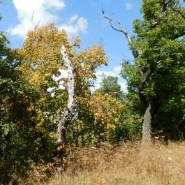 Rezi vár Rezi - Egyéb