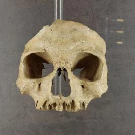 Esterházy-palota, Győr - Egyéb