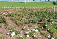 Rózsakert Siófok Siófok