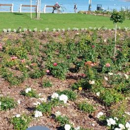 Rózsakert Siófok Siófok - Egyéb