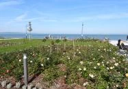 Rózsakert Siófok Siófok