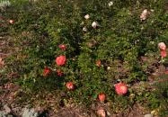 Rózsakert Siófok Siófok