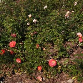 Rózsakert Siófok Siófok - Egyéb