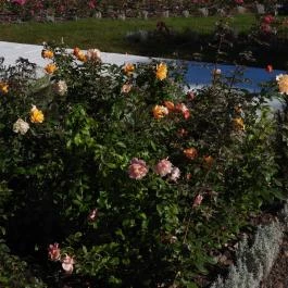 Rózsakert Siófok Siófok - Egyéb