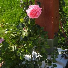 Rózsakert Siófok Siófok - Egyéb