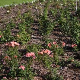 Rózsakert Siófok Siófok - Egyéb