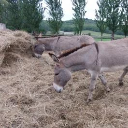 Salföldi Major, Salföld - 