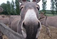 Salföldi Major Salföld