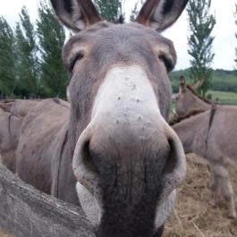 Salföldi Major, Salföld - 