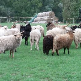 Salföldi Major, Salföld - 