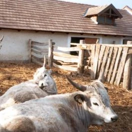 Salföldi Major, Salföld - 