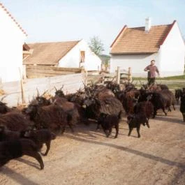 Salföldi Major, Salföld - 