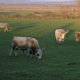 Salföldi Major, Salföld - 