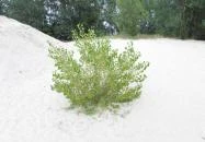 Salföldi bányatavak Ábrahámhegy