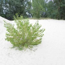 Salföldi bányatavak, Ábrahámhegy - Egyéb