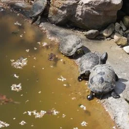 Samsara Hangtál, Garáb - Egyéb