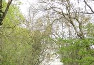 Sándor-Metternich sírkápolna Gyarmatpuszta