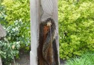 Sárkányos ivókút Tata