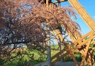 Sarvajc-kereszt és kilátó Gárdony