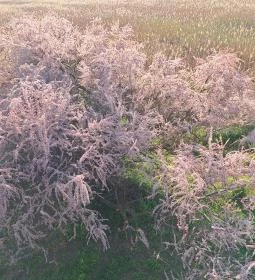 Sarvajc-kereszt és kilátó